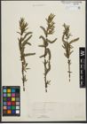 Foto von Salix purpurea L. x Salix viminalis L.
